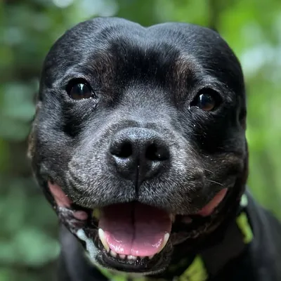 STAFFY AND POODLE profile