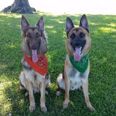 Stanlee & Theodore profile