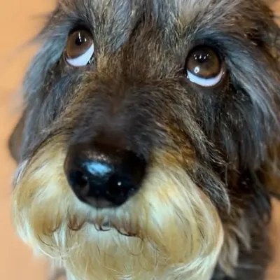 Stan the hot dawg profile