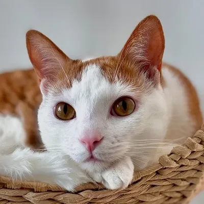 Stanley The Cat profile