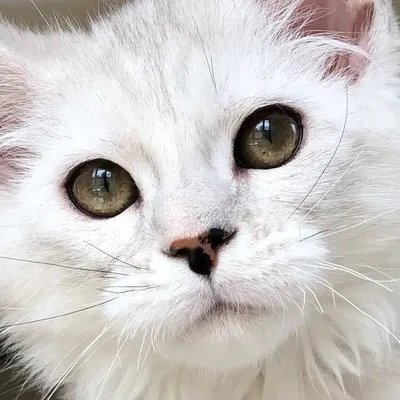 ❄️СЕРЕБРЯНЫЙ ❄️МЕЙН КУН❄️ profile