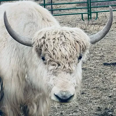 Star Yak Ranch profile