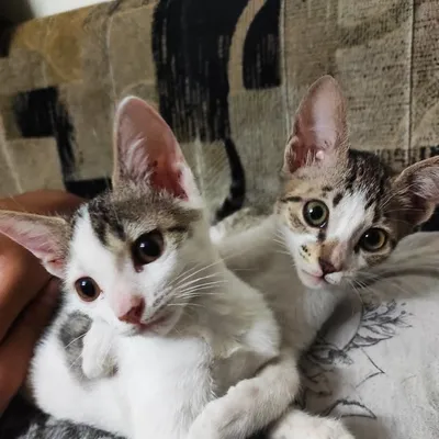 Stella Bella & TunTun profile