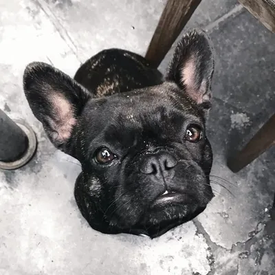 Stella The Frenchie profile