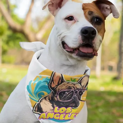 STELLA SOCIAL CLUB | frenchie merch profile