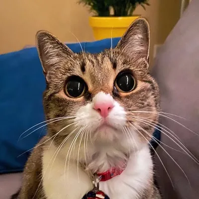 Stella the tiny cat profile