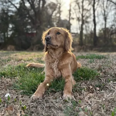 Stemi ☆ Golden Retriever profile
