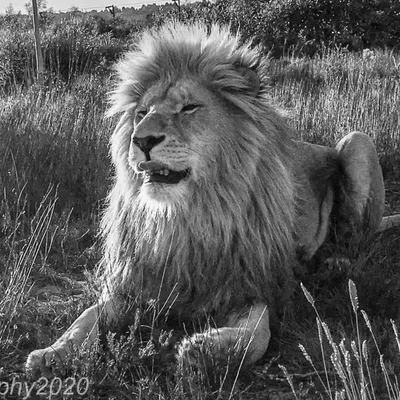 Steve Photography 2020 profile