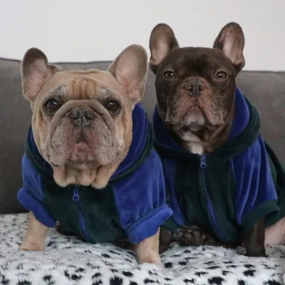 STITCH & ALBIE profile