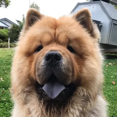 Stix & Stanley the Chow Chows🇦🇺 profile