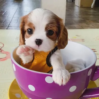 Cavalier King Charles Spanielš¶ profile