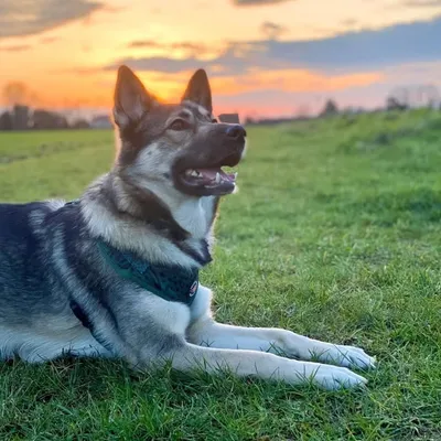 Storm The Shepsky profile
