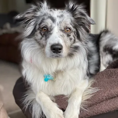 Storm the Border Collie profile