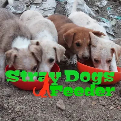 Stray Dogs Feeder profile