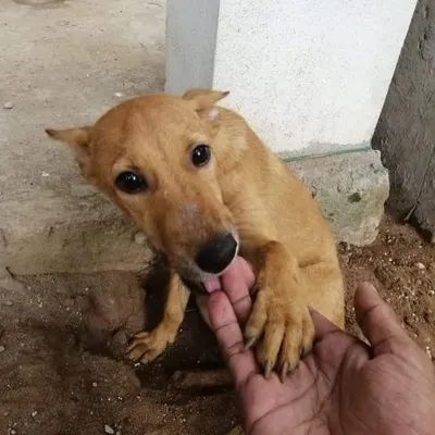 StreetdogsofBombay profile