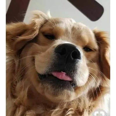 Stupensardi Theharpers profile