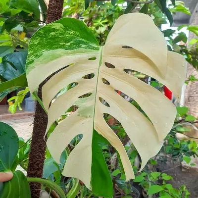 Suka Monstera profile