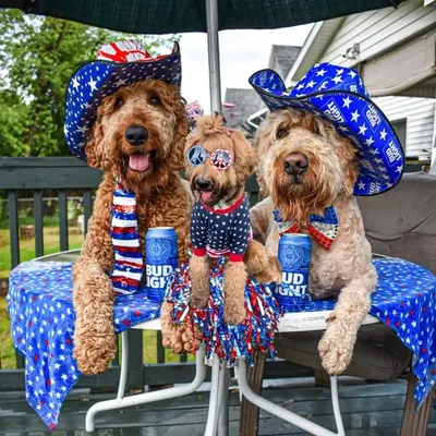 Sullivan&Sampson Doodle Dogs🇺🇸 profile