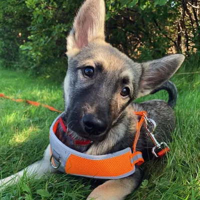 SULLY profile
