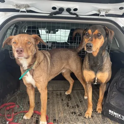 The Adventures of Georgia 🐕🦺 and Scotty🐕 profile