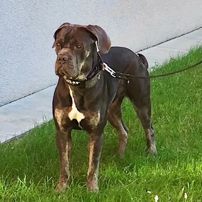 Suna - Cane Corso profile