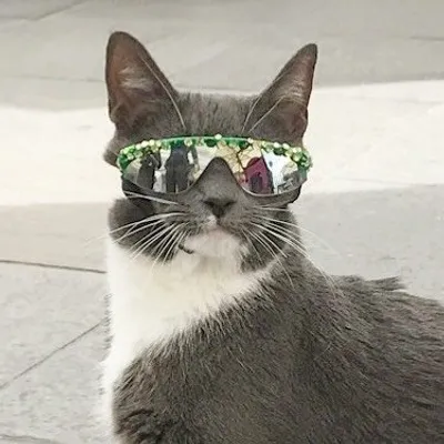 SUNGLASSCAT LA 🏖 NYC🗽Detroit 🚗 profile