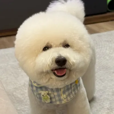 大家好,我是比熊寶寶—薯泥Suni🐻❄️🐼⚪️ profile
