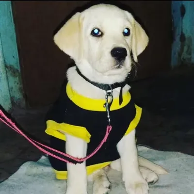 sunil profile