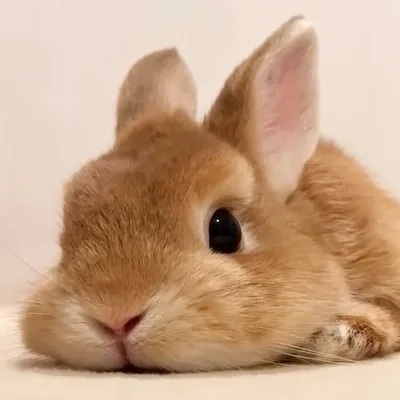 うさぎのサニー うさぎしんぼる展 profile