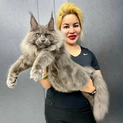 Maine Coon Malaysia profile