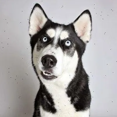 Awesome Dogs Pics/Vids profile