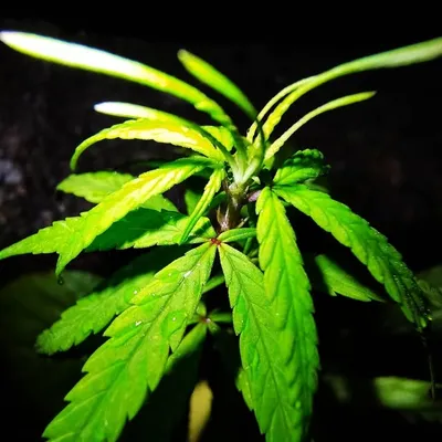 Stoner Alert profile