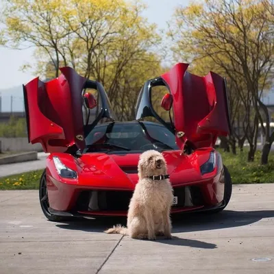 Supercarpups profile
