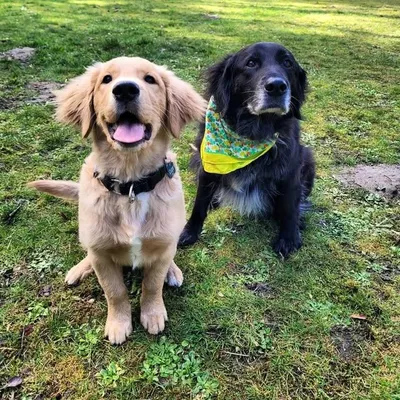 Cooper & Cleo🐾 profile