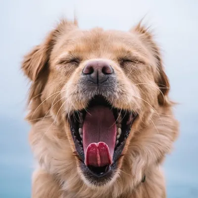 Skye ➤ aviation﹢adventure dog profile