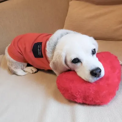 Purin the Super Beagle profile