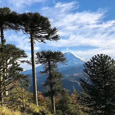 Sur de Chile profile