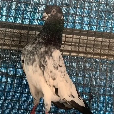 KALKI PIGEON LOFT🕊 profile