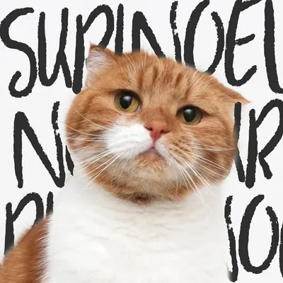SuriNoel profile