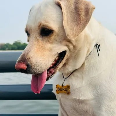 Suru Das profile
