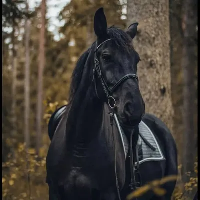 Survivor___1255 profile