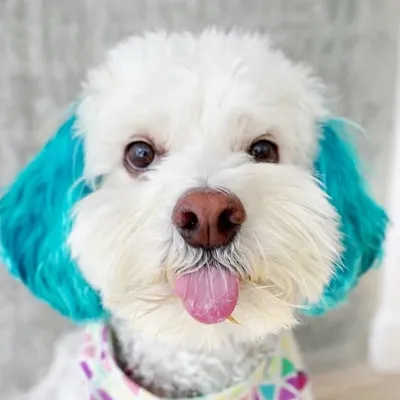 Sushi the Dog (Sushi Said) profile