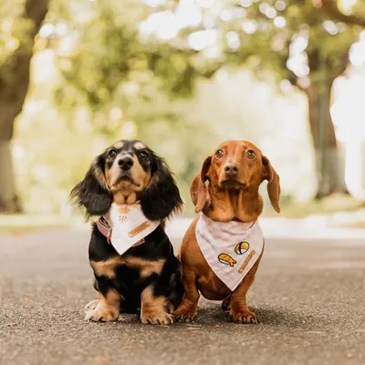 Sushi & Boba Mini Dachshunds profile