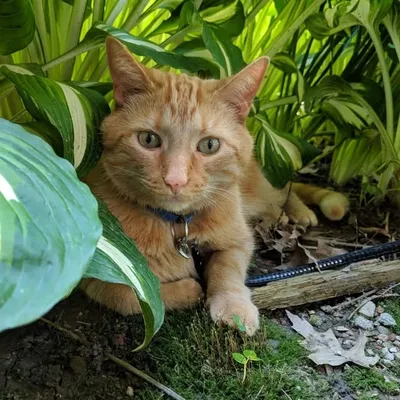 susies garden profile