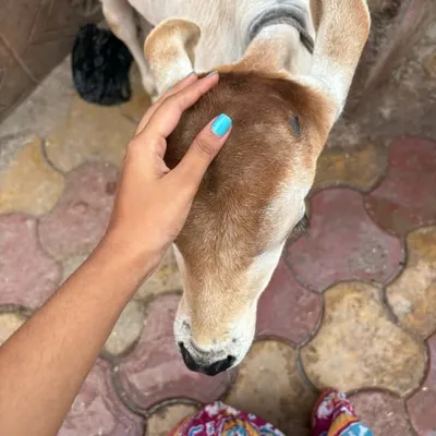 Srizzz profile
