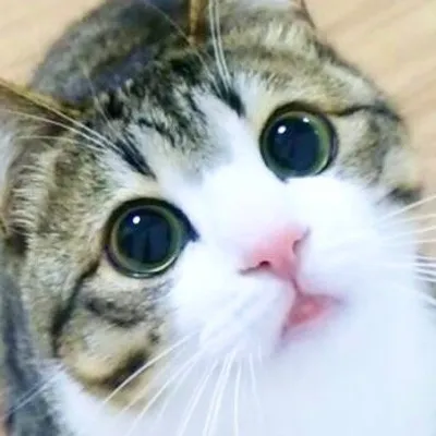 Suzume Cat profile