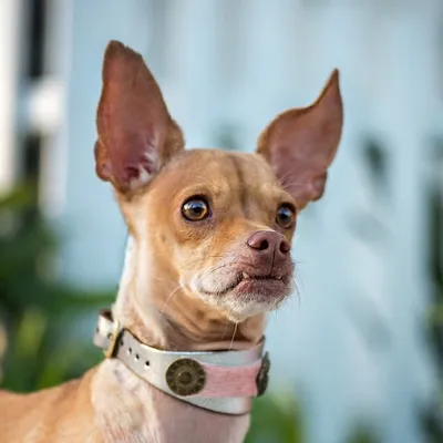 📸Dog Photographer🐾 profile