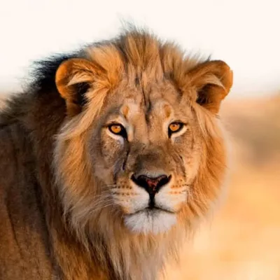 Mayank Shah profile