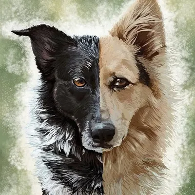 Laurie & the mutts profile