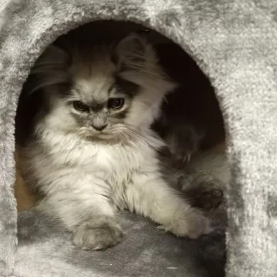 Hi! I'm Mr. Grey ๐ฝ profile